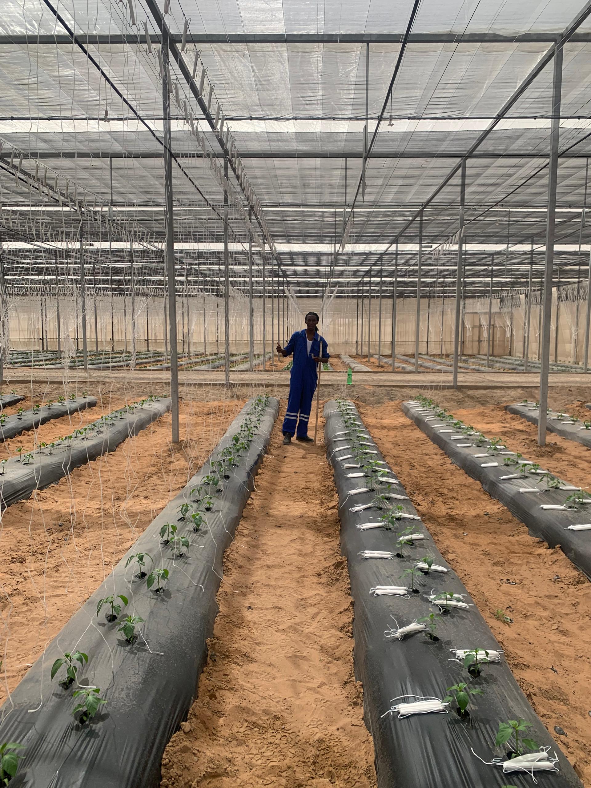 Worker in a large greenhouse